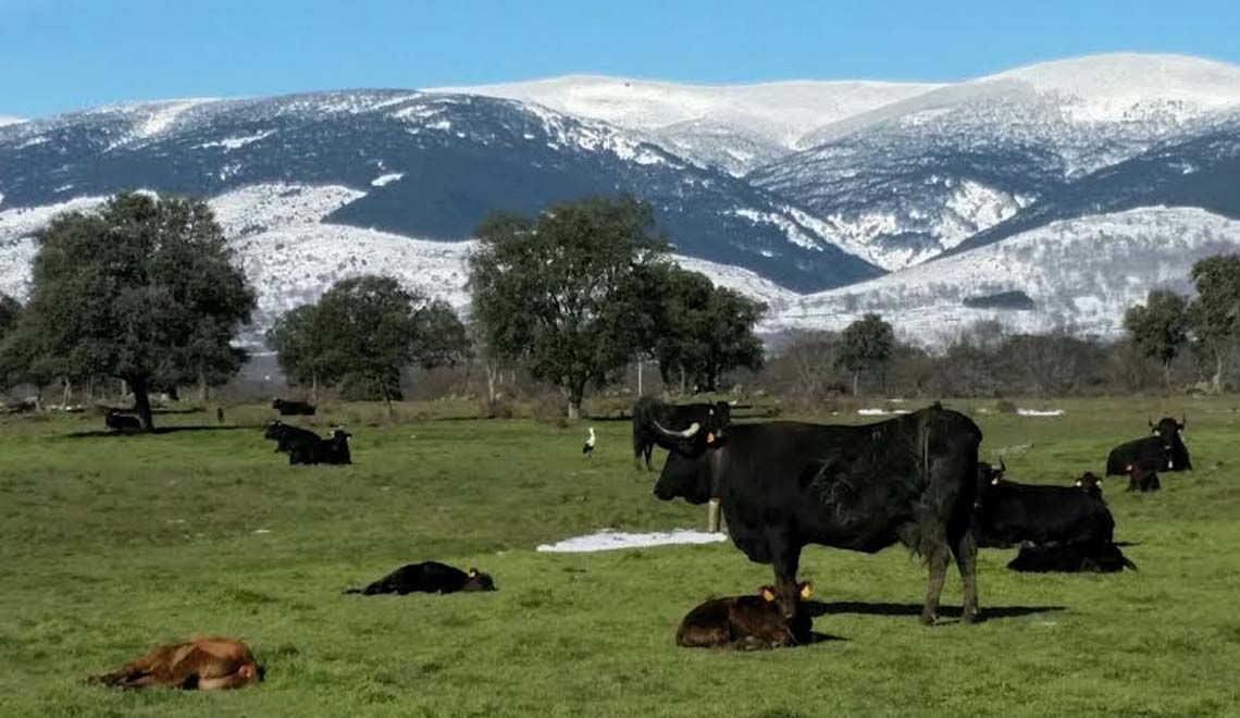 nieve_guadarrama_sierradeavila