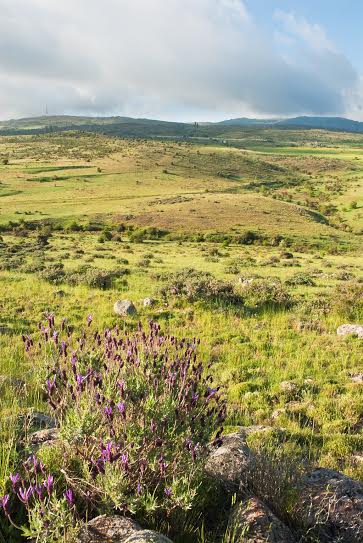 paisaje_campo
