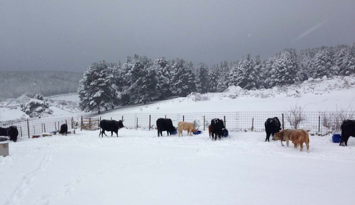 vacas_nieve_carnedeavila