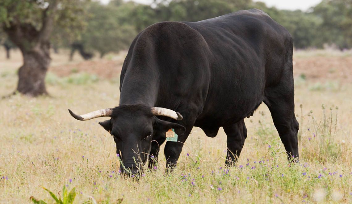 medioambiente-igp-carne-avila