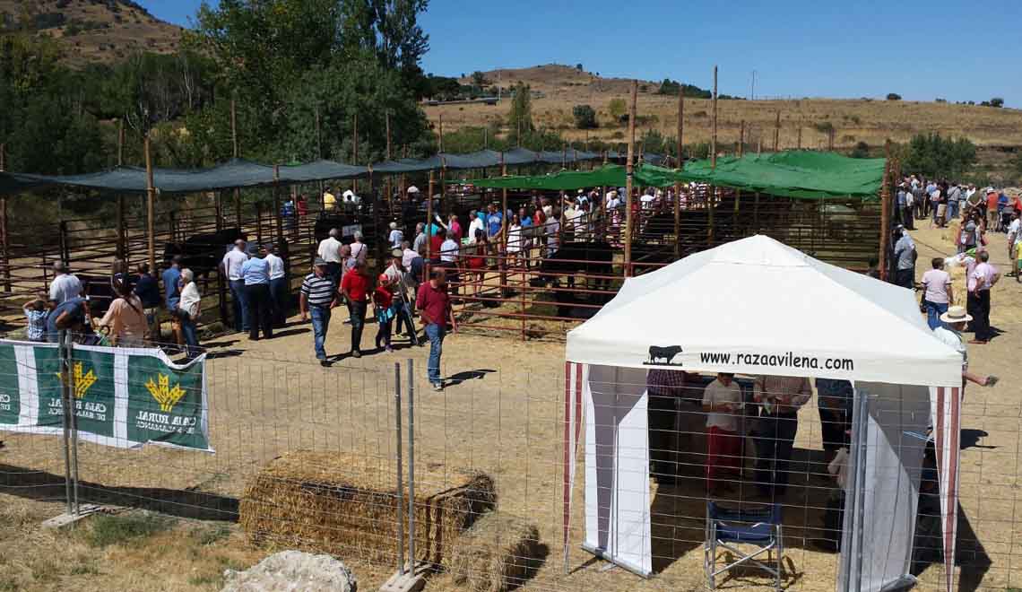 feria-ganado-piedrahita