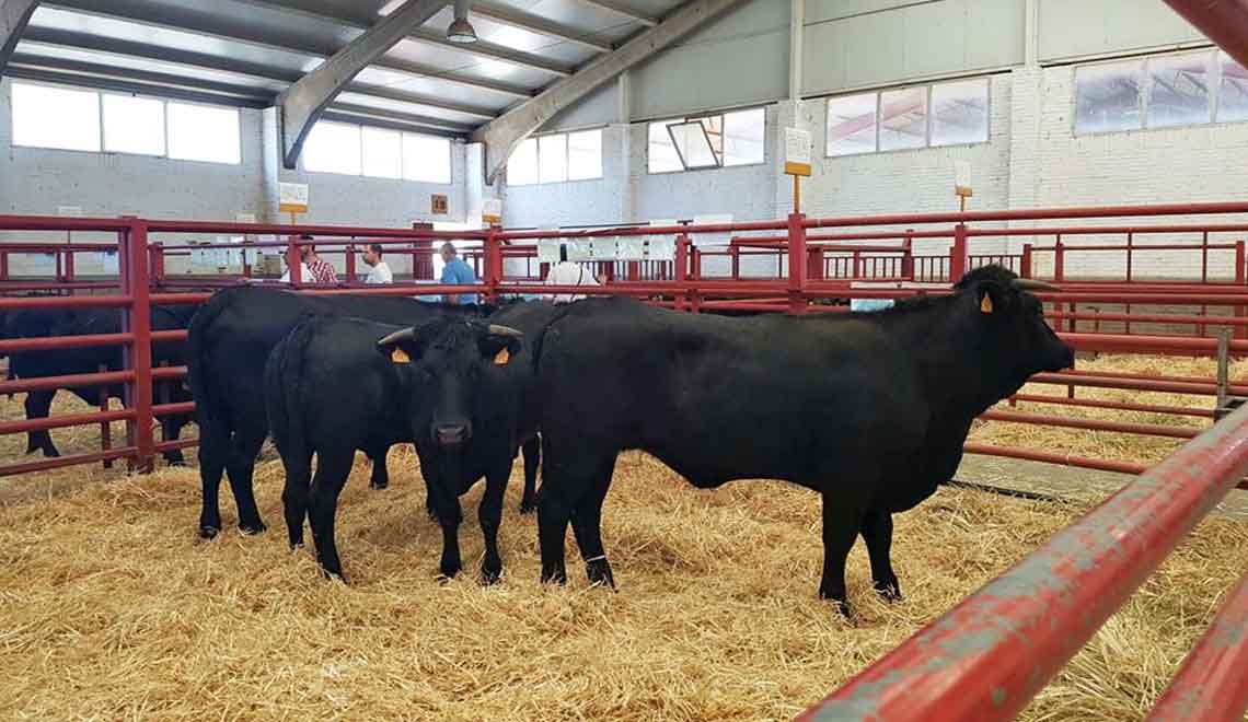 feria-salamaq-2016