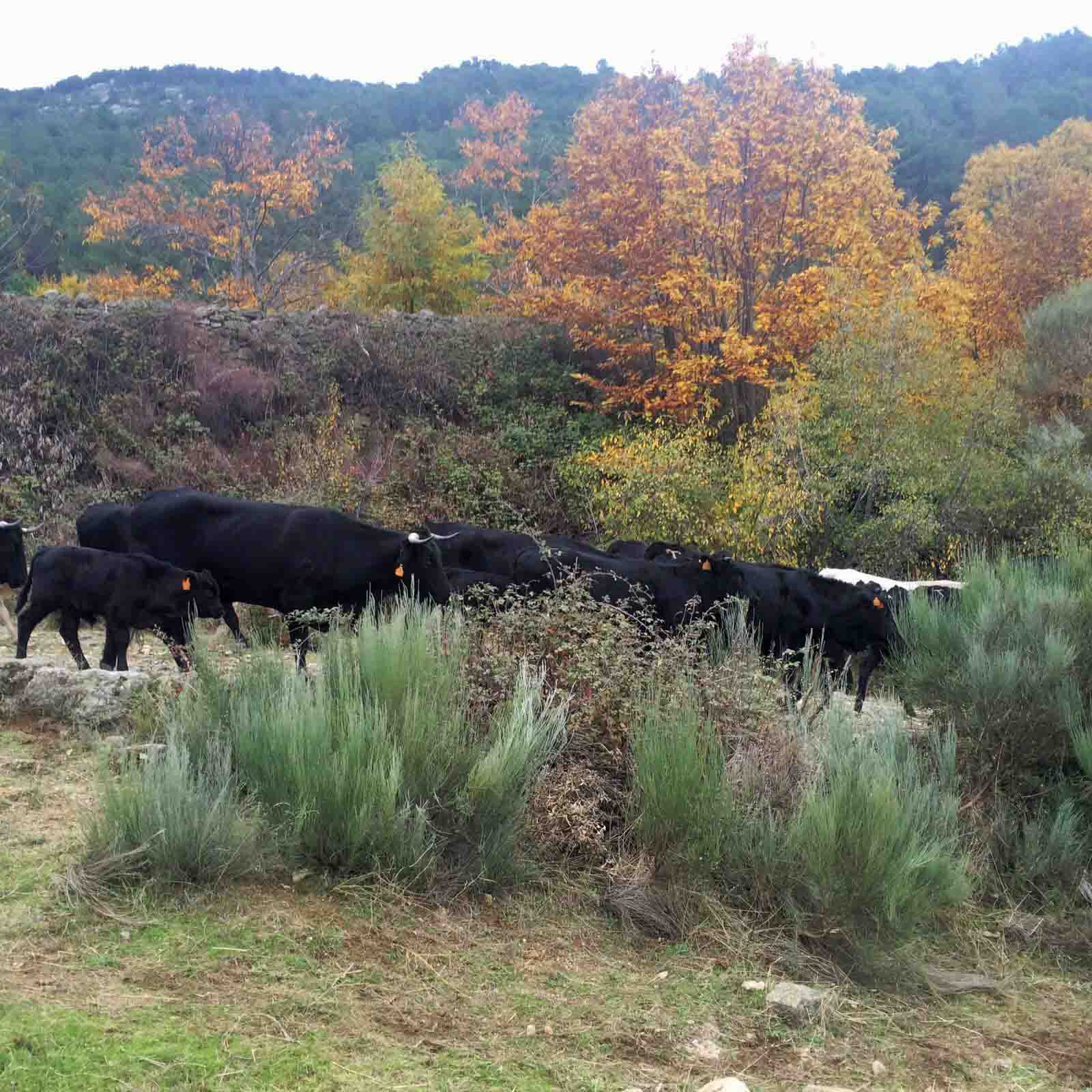 avileno_gredos_trashumancia