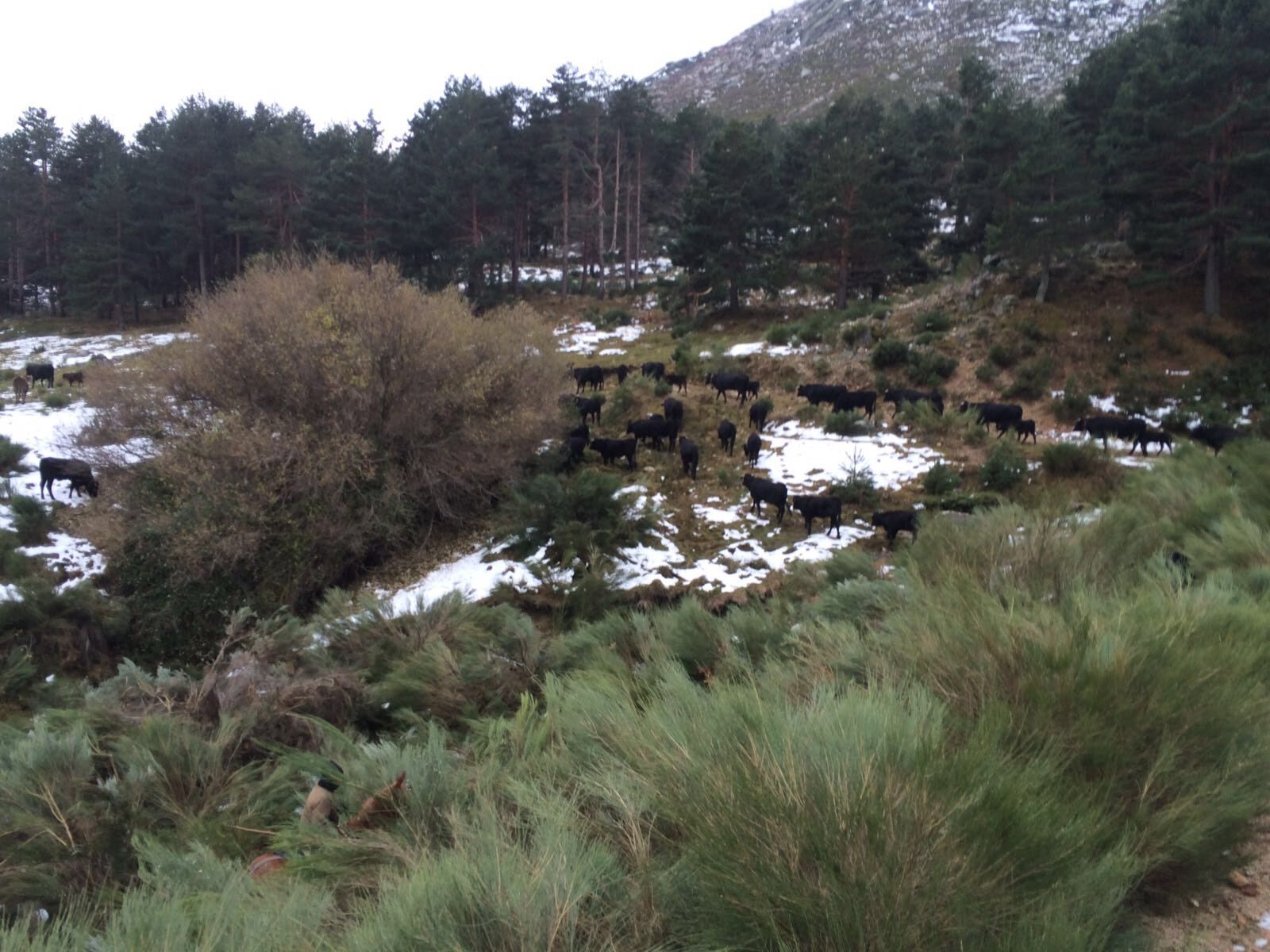 raza_avilena_trashumancia_invierno