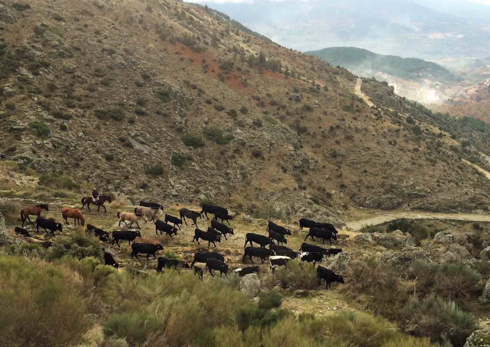 trashumancia_invierno_gredos