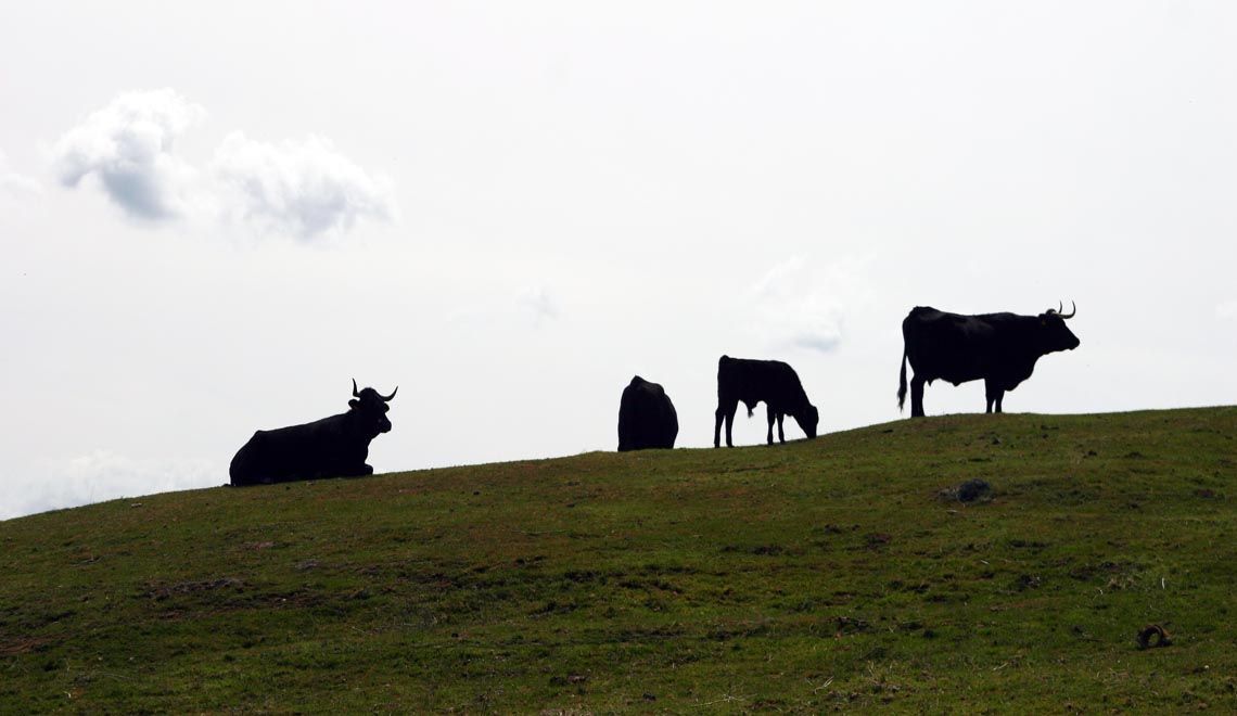 avileñas