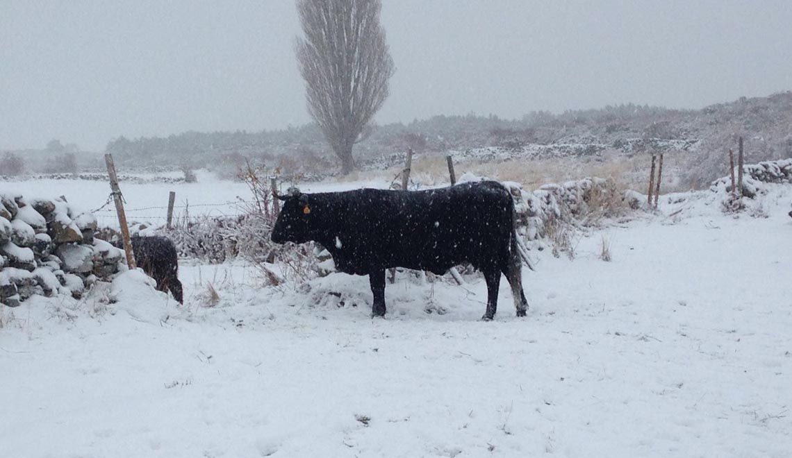 carnedeavila_febrero_nieve