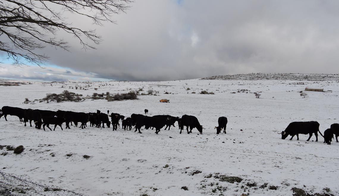 carnedeavila_nieve_febrero
