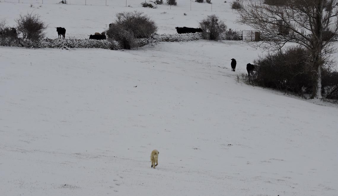 nieve_febrero_avileñas