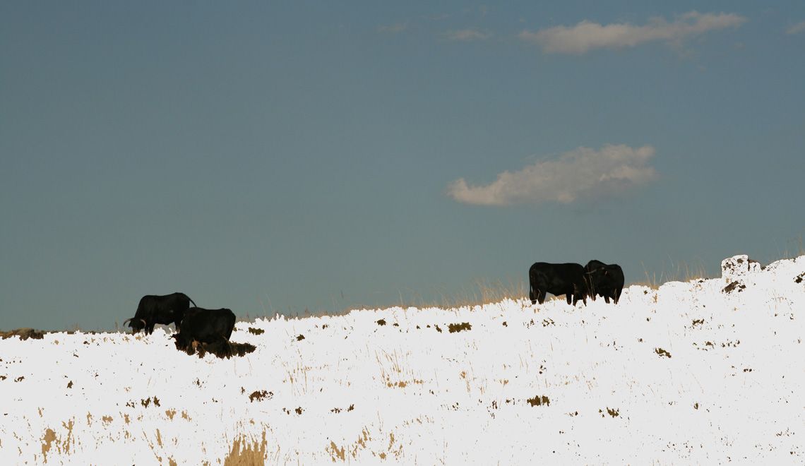 nieve_vacas_avileñas