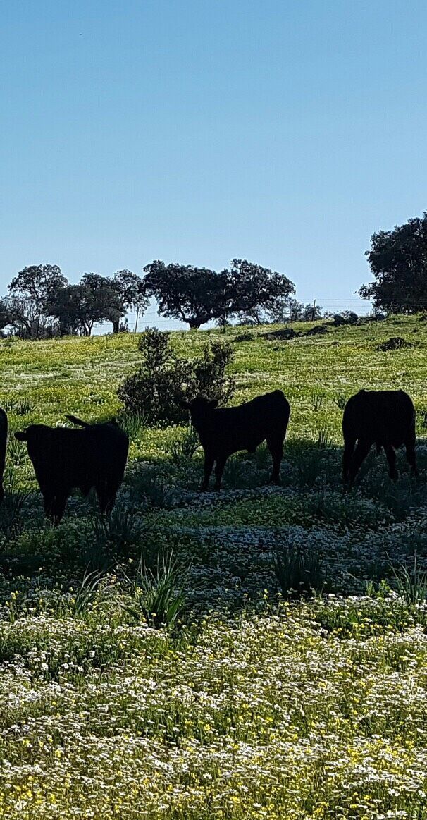 campo_primavera_carnedeavila