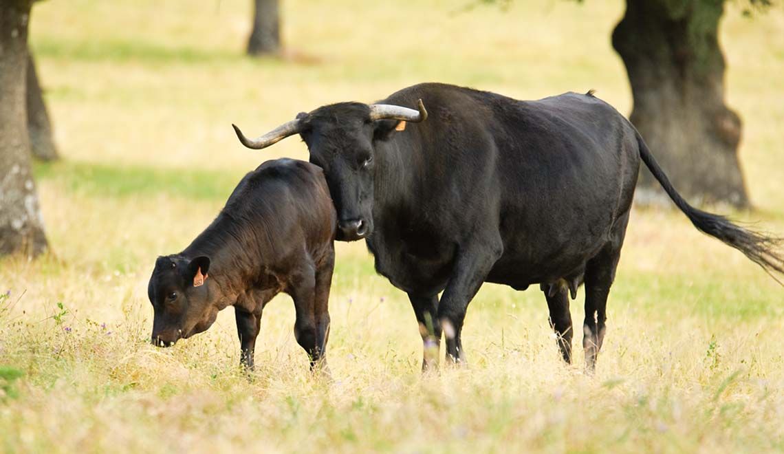 curiosidades_vacas_avilenas