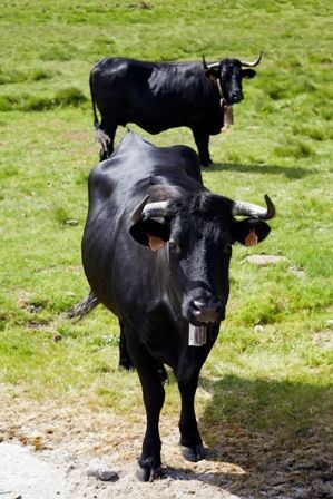 vacas_avileñas_carnedeavila