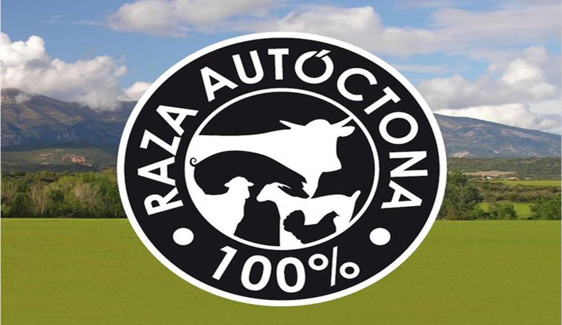 raza_autoctona_carnedeavila