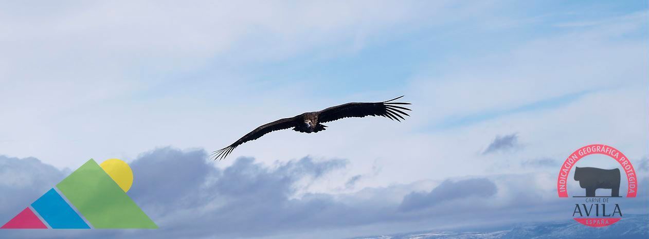 gratis-safari-birding-lote-productos-carne-avila
